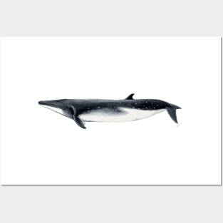 Bryde´s whale Posters and Art